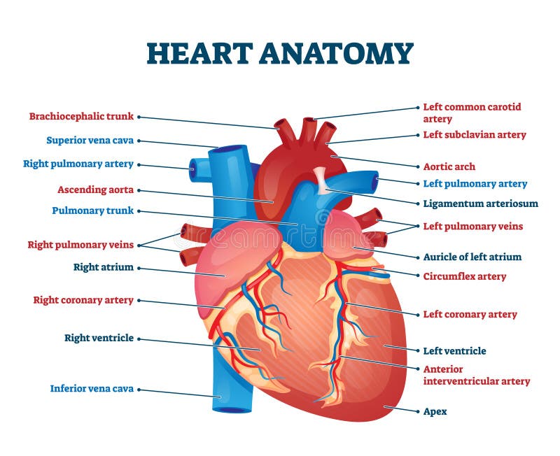 Parts of heart diagram stock vector. Illustration of human ...