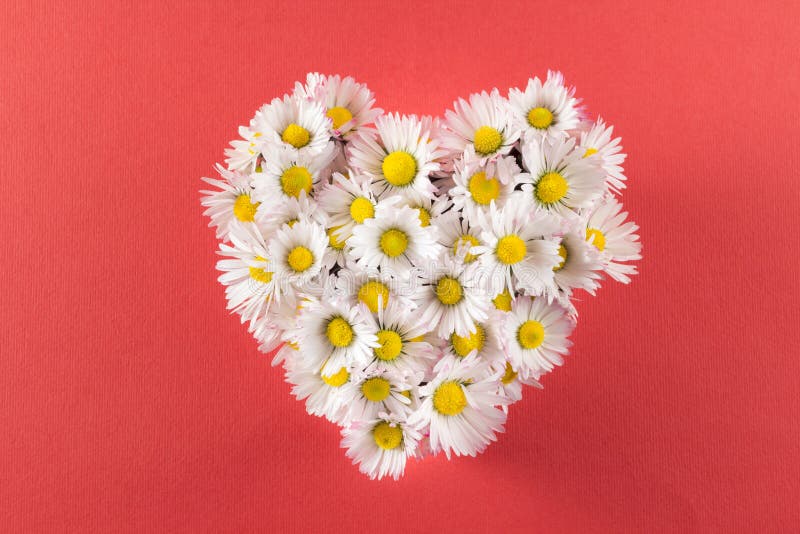 Heart of daisies stock photo. Image of greeting, conceptual 52860224