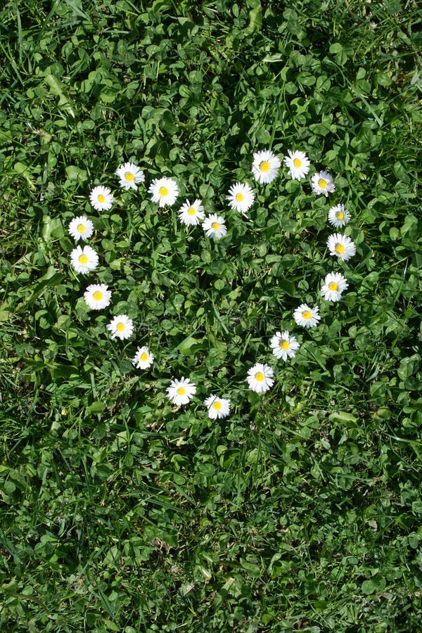 Heart of daisies stock photo. Image of daisy, flowers 60841480