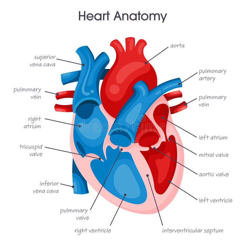 Medical Vector Illustration Infographic Diagram of the Human Heart ... Biology Diagrams