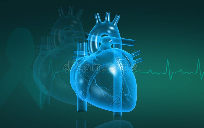 Heart vector illustration