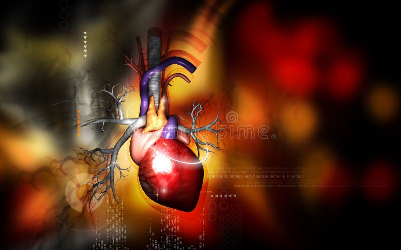 Heart royalty free illustration