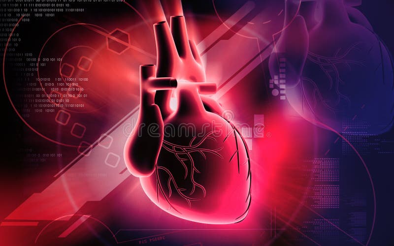 Heart stock illustration