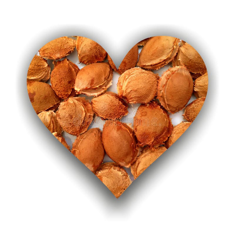 Heart filled with apricot stones royalty free stock images Heart filled with apricot stones royalty free stock images