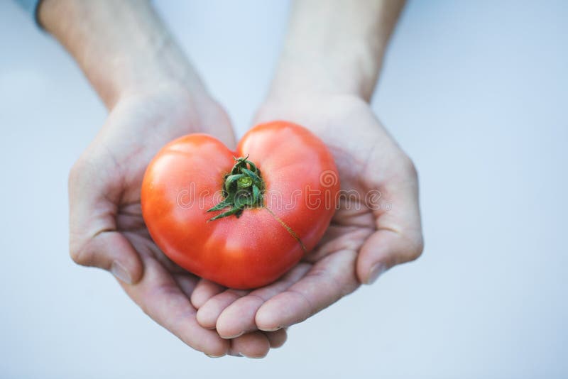 Heart in hands. Tomato in the shape of a heart. Healthy food.