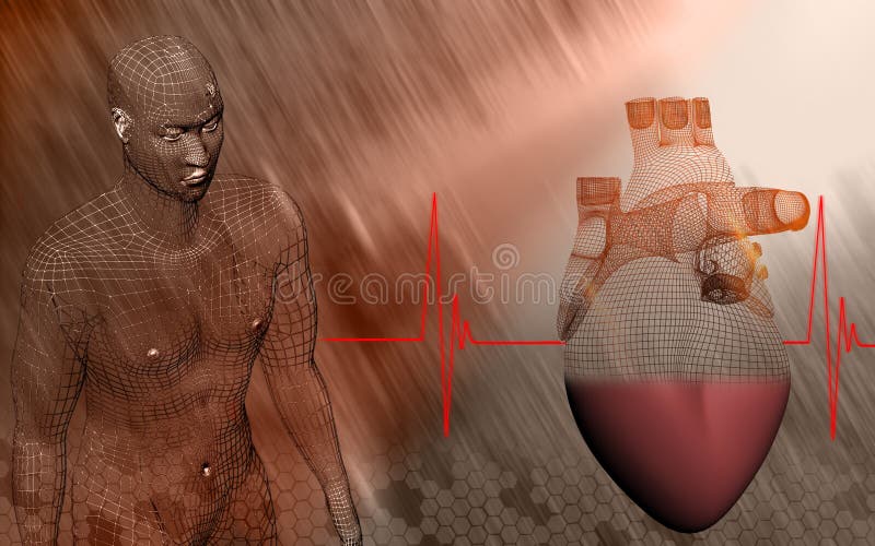 Heart and human body vector illustration