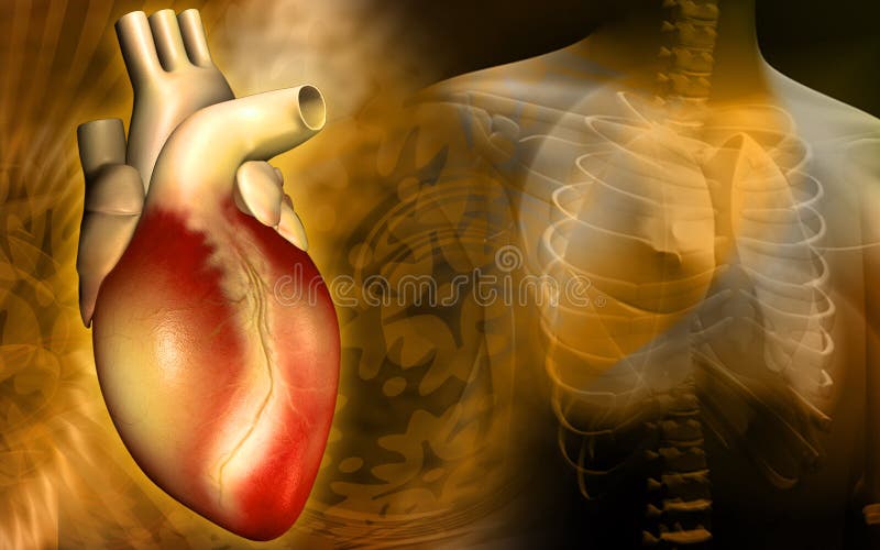 Heart and human body royalty free illustration
