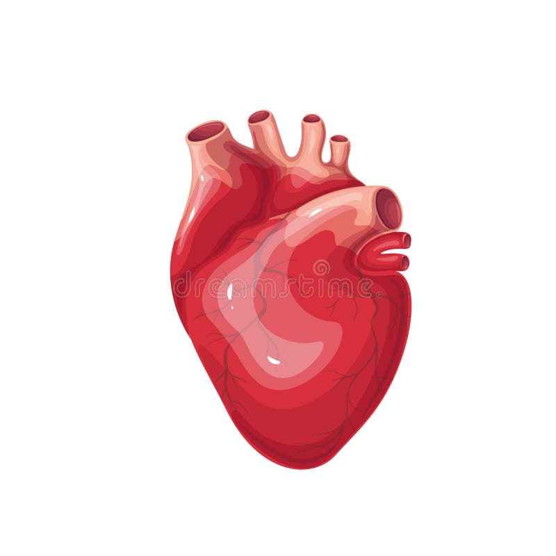 Heart, Human Organ of Blood Circulatory System, Heart with Muscles