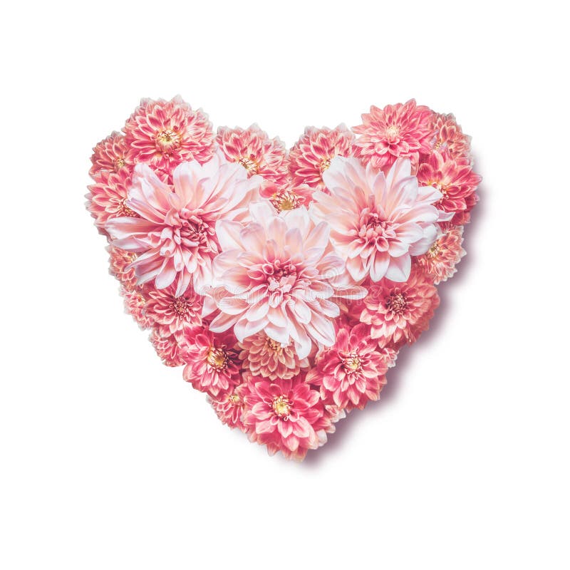 Heart made with pink flowers, isolated on white background, top view. Love, wedding or Valentines day concept. Layout for greeting card