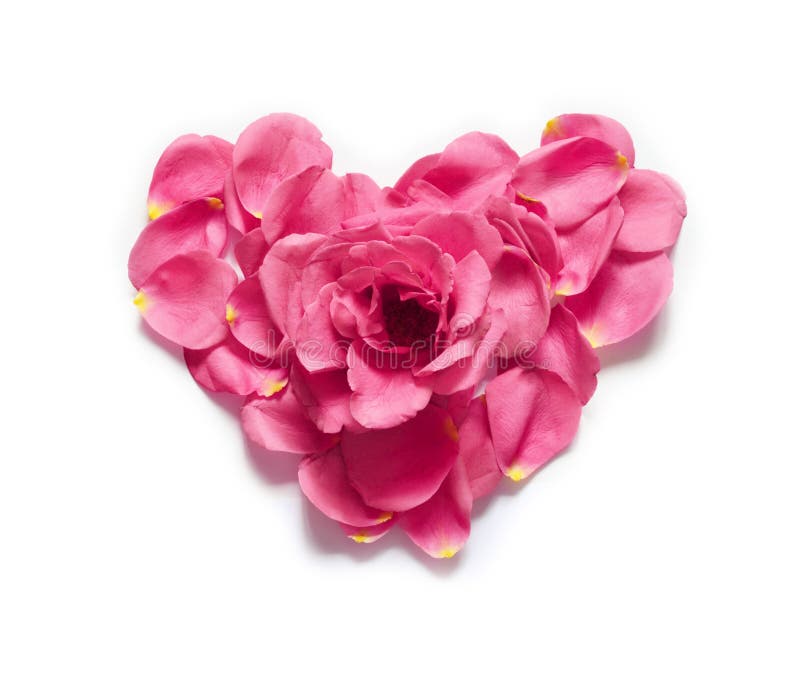 Heart made of rose petals. Red rose petals heart over white background. Top view with copy space for your text