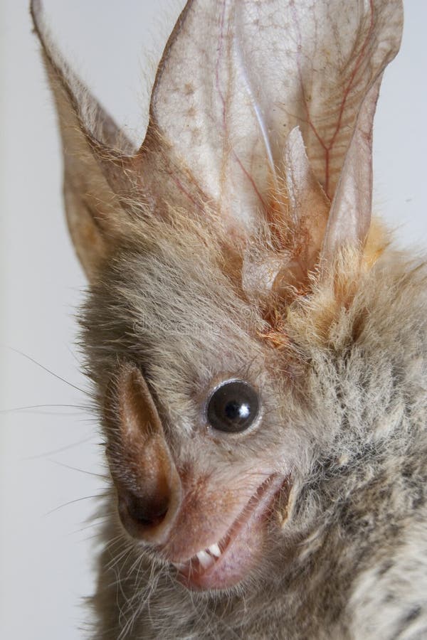Heart-nosed bat (Cardioderma cor)