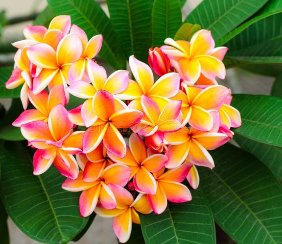 59,249 Plumeria Stock Photos - Free & Royalty-Free Stock Photos from ...