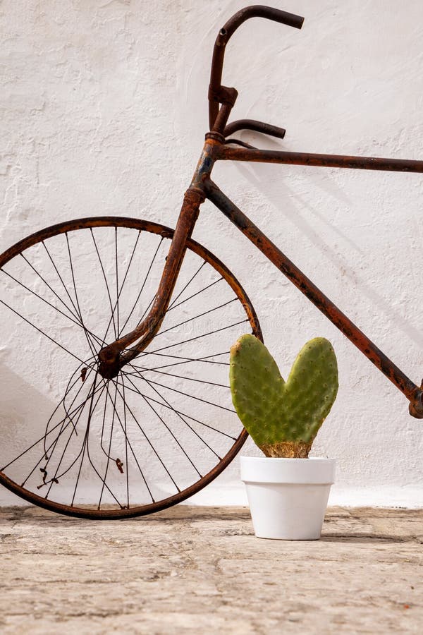 Heart shape cactus in white pot next to old rusty bike