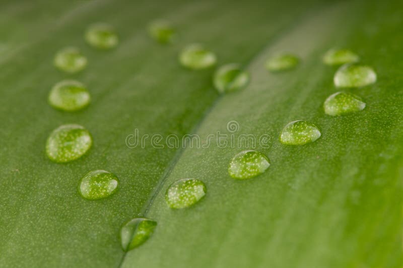 Heart shape dew drops