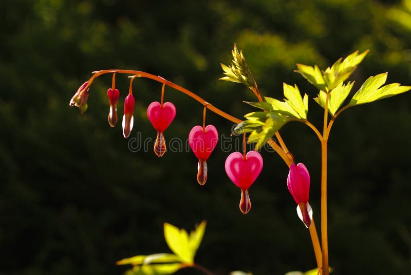 Heart shape flower