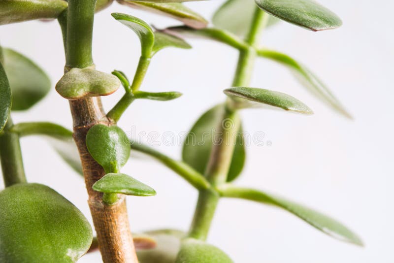 Heart shape of green crassula leaf on white background stock photo Heart shape of green crassula leaf on white background stock photo