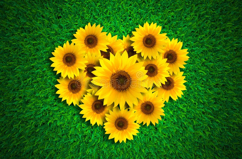126 Sunflowers Valentine Concept Stock Photos Free & RoyaltyFree