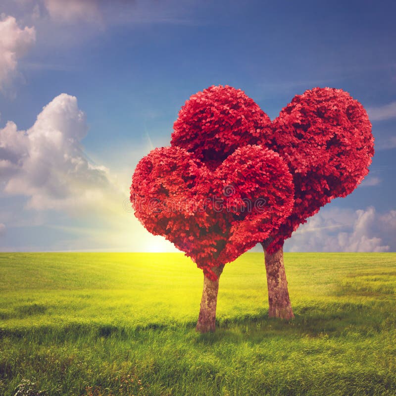 tree purple heart tree purple heart