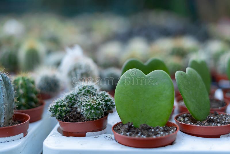 flowerpot cactus with heart 13395821 PNG