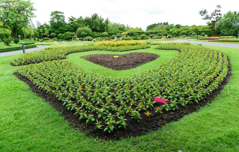 Heartshaped flower garden stock image. Image of grass 65862651