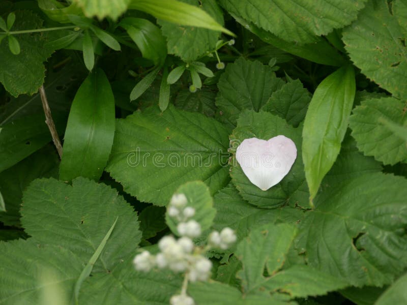 Heart shaped flower petal stock photo. Image of hart 79689054