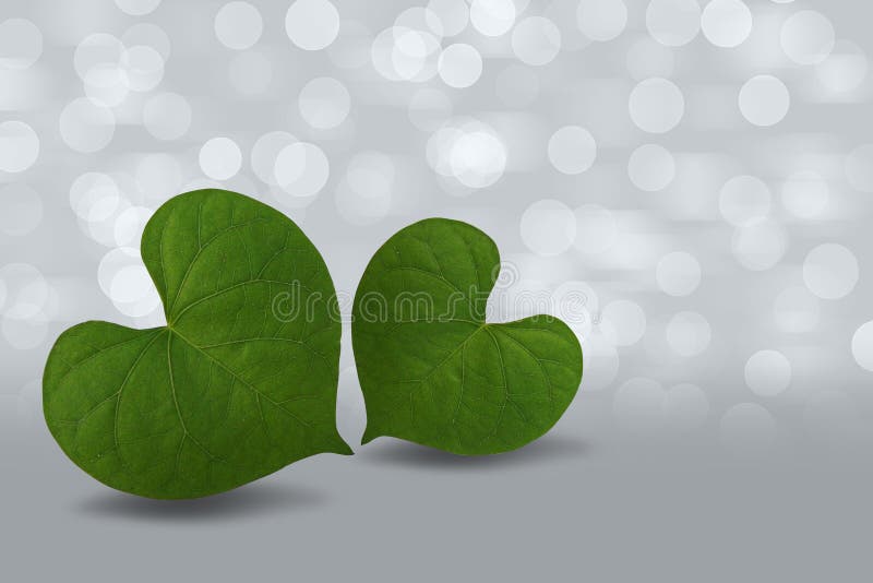 Heart Shaped Green Leaf on Bokeh Background Stock Image - Image of