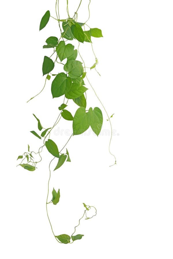 Heart-shaped green leaf climbing vines isolated on white background, clipping path included. Cowslip creeper the medicinal plant.