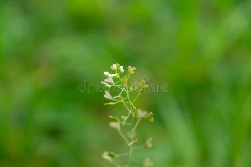 Listy zelenej divokej rastliny Capsella bursa-pastoris v tvare srdca.