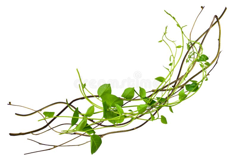 Heart shaped green leaves twisted vines liana jungle plant at the roots of tropical trees, isolated on white background with clipp