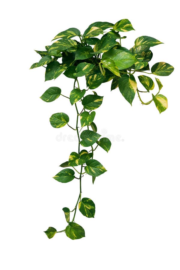 Heart shaped green variegated leave hanging vine plant of devilâ€™s ivy or golden pothos Epipremnum aureum popular foliage