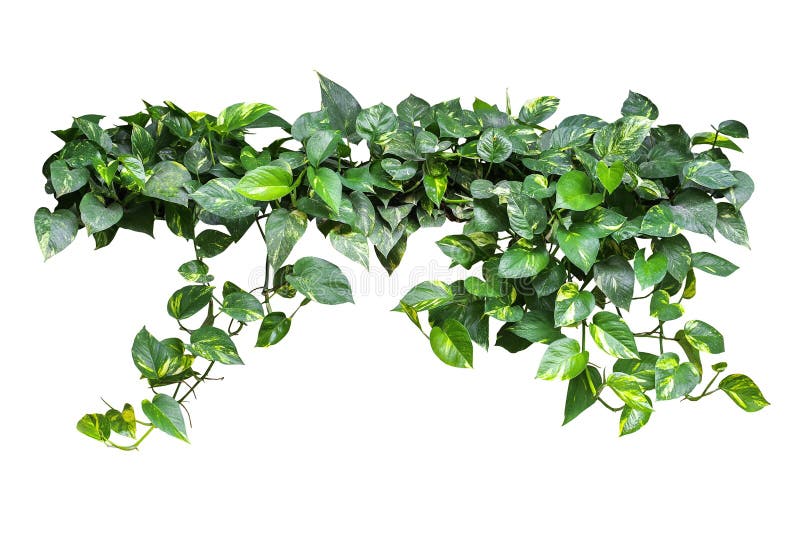 Heart shaped green yellow leaves vine, devil s ivy, golden potho