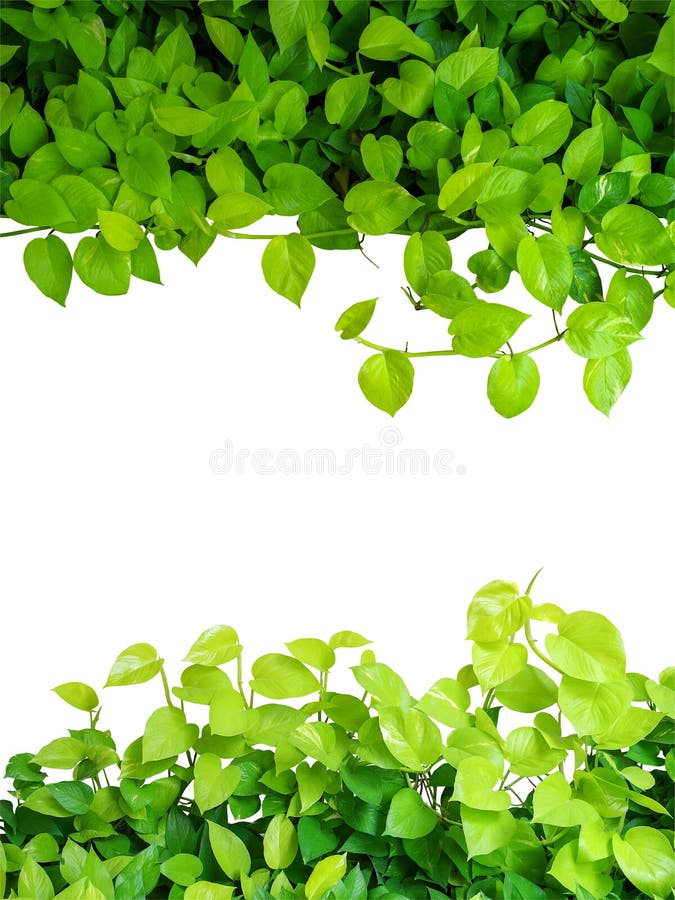 Heart shaped green yellow leaves vine, devil s ivy, golden potho