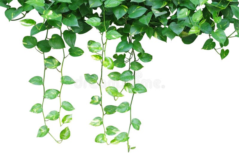 Mistletoe stock photo. Image of celebration, white, spirituality - 17418624