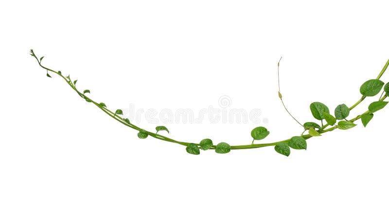 Green Succulent Leaves Hanging Vines Ivy Bush Climbing Epiphytic Plant  Stock Photo by ©chfonk 386661920