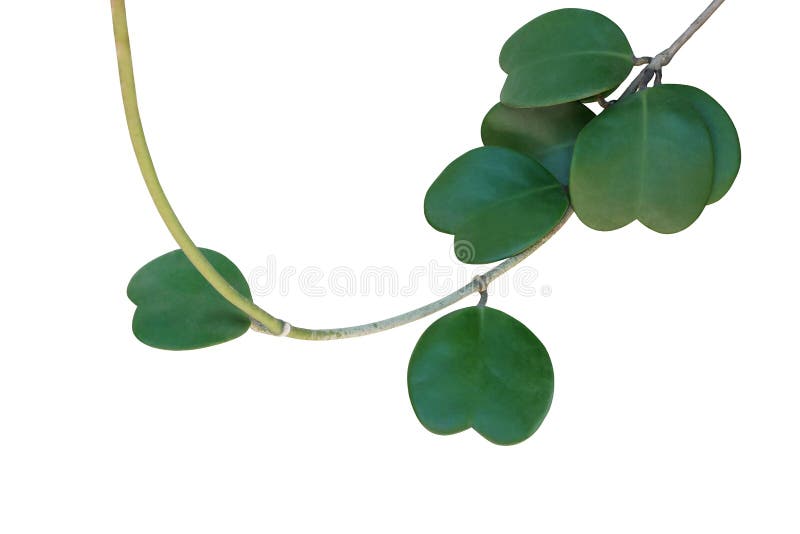 Green Succulent Leaves Hanging Vines Ivy Bush Climbing Epiphytic Plant  Stock Photo by ©chfonk 386661920