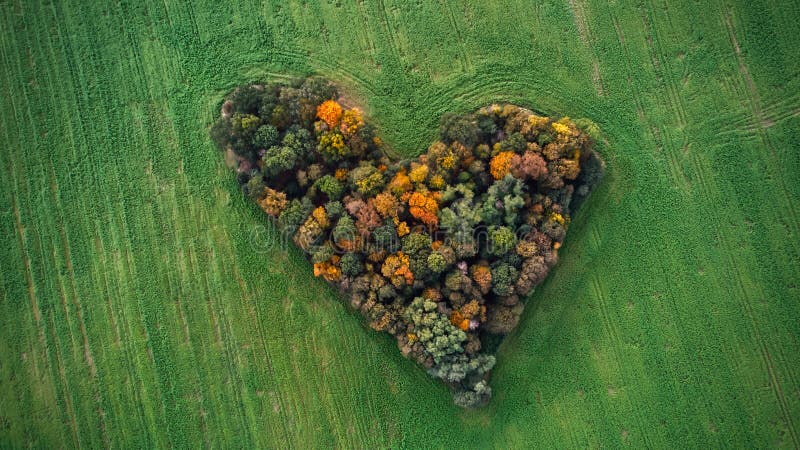 Heart-shaped trees located among autumn fields near Wroclaw, Poland - Grove of Love (Zagajnik Milosci) royalty free stock photography