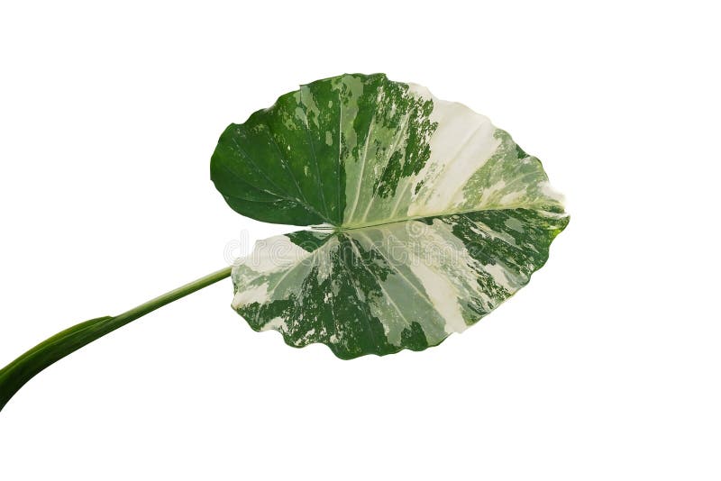 Heart shaped variegated leaf of Elephant Ears or Variegated Alocasia Alocasia macrorrhiza variegata, rare tropical foliage plant