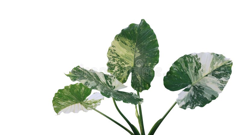 Heart shaped variegated leaves of Elephant Ears or Variegated Alocasia Alocasia macrorrhiza variegata, rare tropical foliage