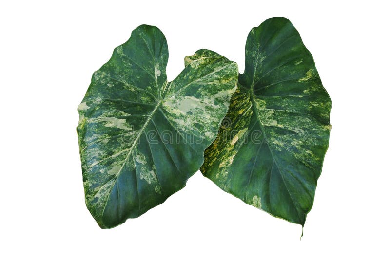 Heart shaped variegated leaves pattern of Elephant Ears or Variegated Alocasia the rare tropical foliage plant isolated on white