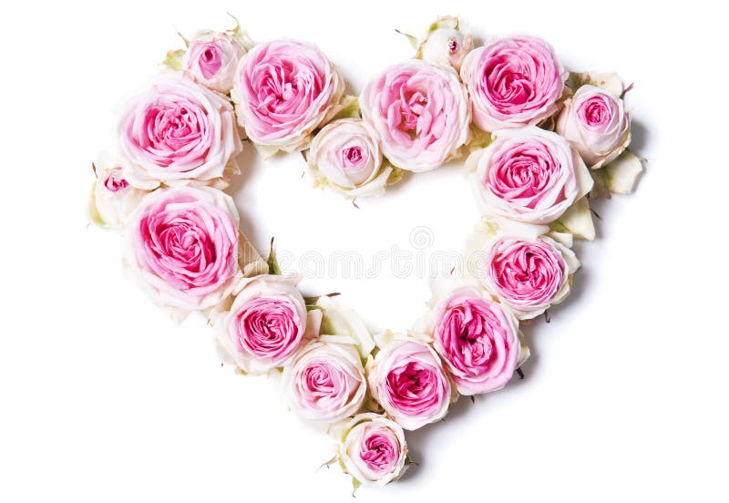 Heart symbol made of fresh white-pink Rose flowers isolated on white background. royalty free stock photos Heart symbol made of fresh white-pink Rose flowers isolated on white background. royalty free stock photos