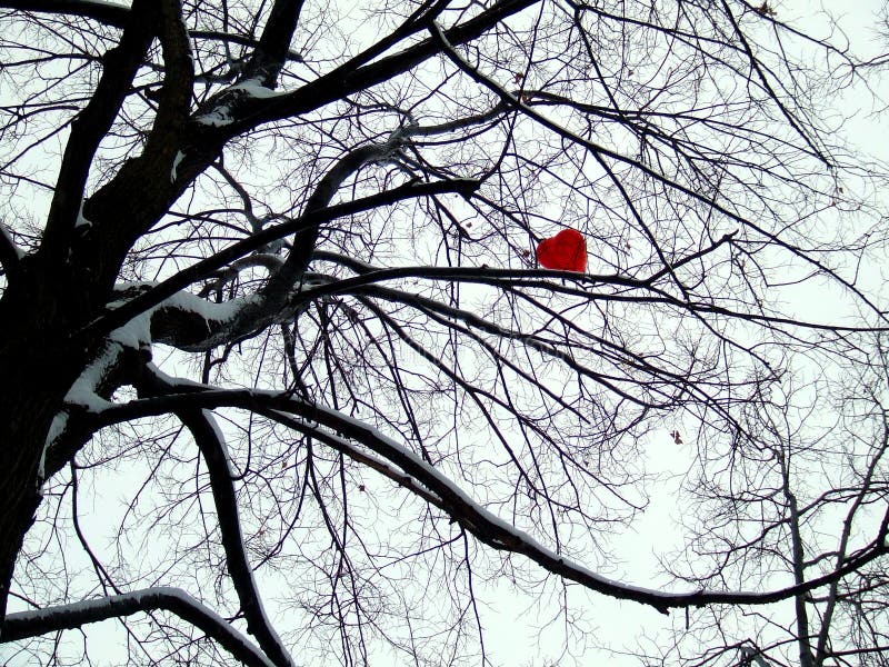 Heart on tree