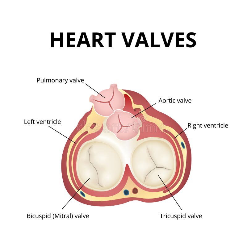Heart valves anatomy stock vector. Illustration of direction 111930332
