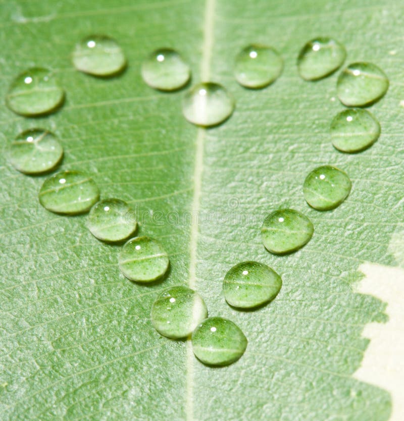 Heart from water drops on leaf