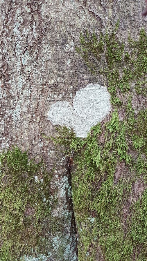 Heart in the woods editorial stock image. Image of heart 126779174