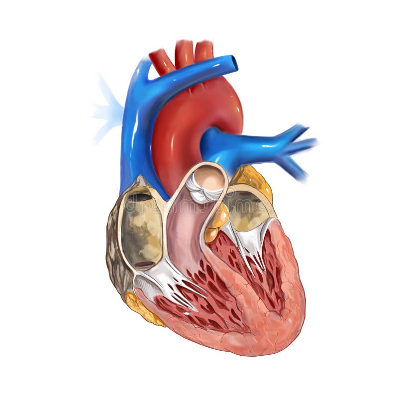 Free: Heart,human - Human Heart Png Gif 