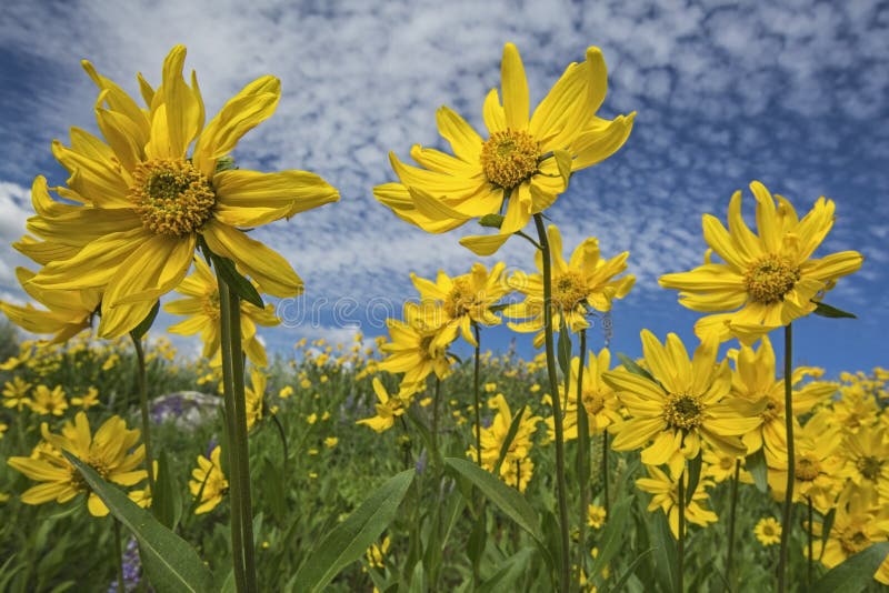Heartleaf Arnica cordifolia montana stock photography Heartleaf Arnica cordifolia montana stock photography