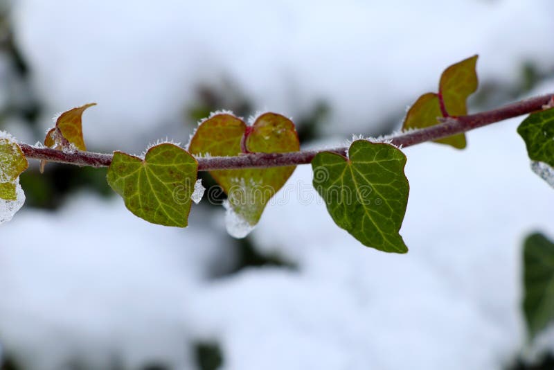 Hearts of plants for valentines day in winter