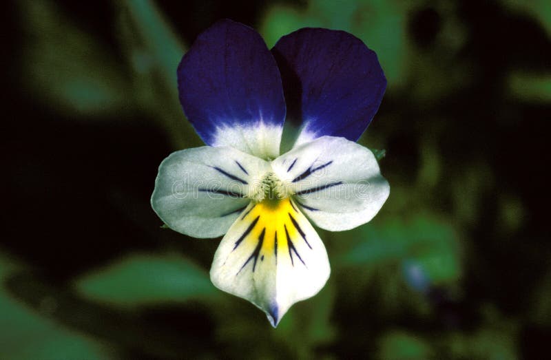 Heartsease Viola or Violet. Viola is a Genus of Flowering Plants in the