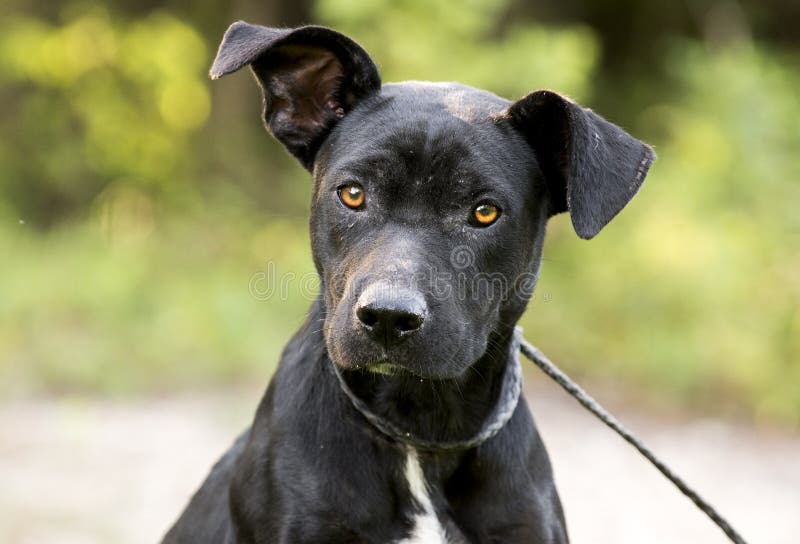 Skinny black Lab Pitbull mix breed dog adoption photograph