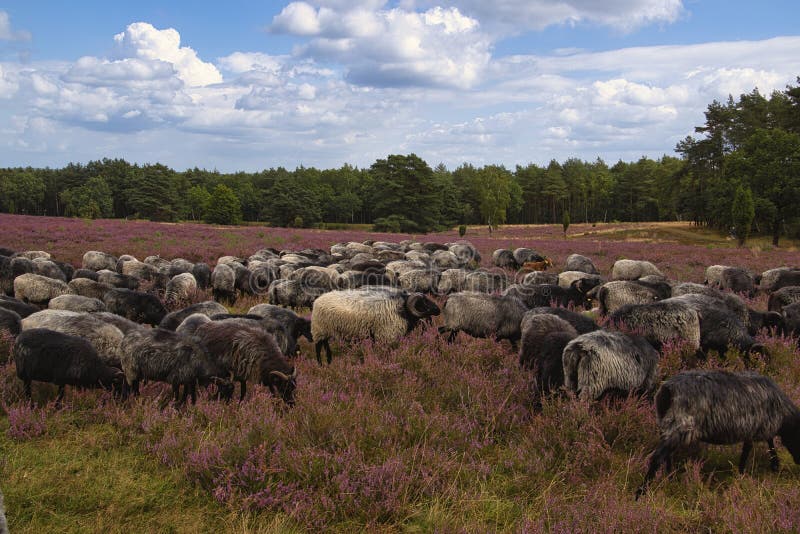 Heath bloom in the Lüneburg Heath royalty free stock photography